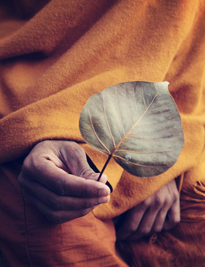 菩提樹の葉 / A bo tree leaf